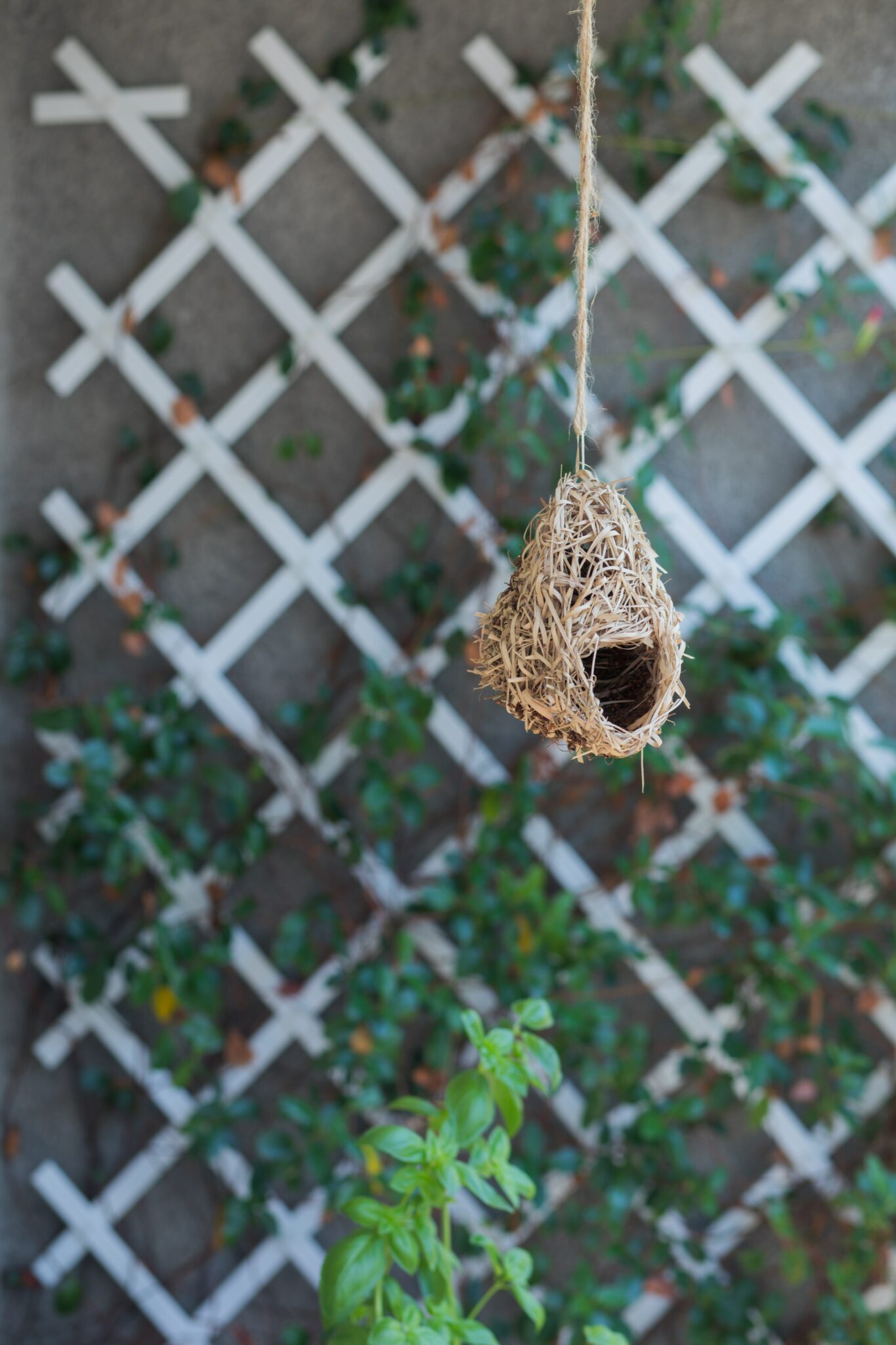 How To Attach Trellis To A Fence WD40